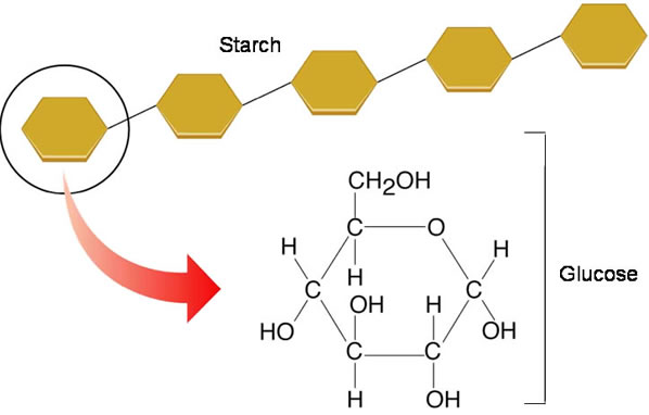 molecular structure of polysaccharide